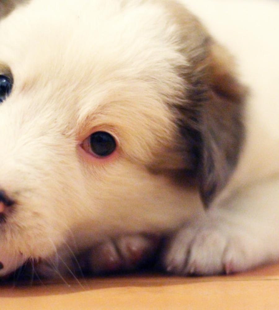 A dog at home